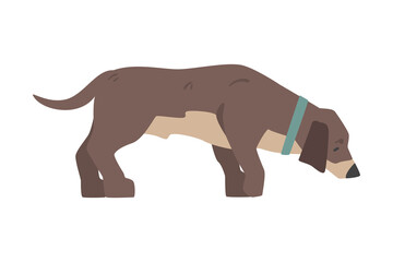 Dachshund Dog, Side View of Pet Animal with Dark Brown Coat Cartoon Vector Illustration
