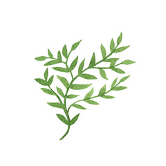 Cute hand drawn green branch of leaves. Watercolor illustration leaves for wedding decoration and arrangements.