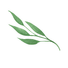 Obraz premium Cute hand drawn green branch of leaves. Watercolor illustration leaves for wedding decoration and arrangements.