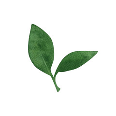 Cute hand drawn green leaf. Watercolor illustration leaves for wedding decoration and arrangements.