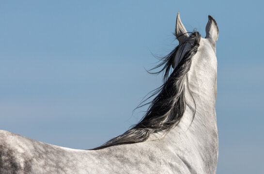 Appaloosa Horse close-up
