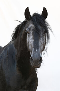 Horse portrait