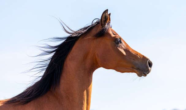 Chestnut horse portrait