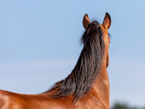 Chestnut stallion