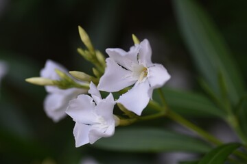 White flower oleander blossoms. Apocynaceae evergreen shrub.