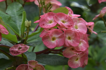 plante et fleurs