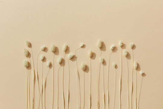 Light twigs in row on beige background