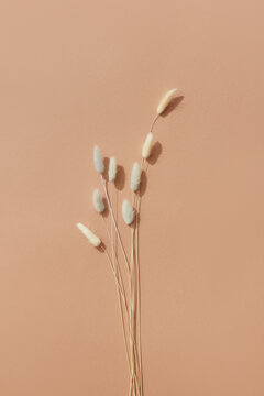 Twigs on beige background
