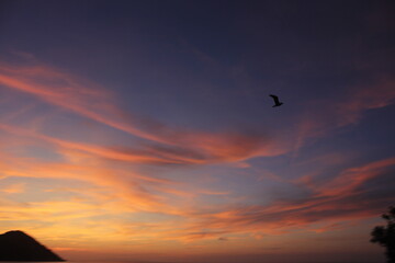 Obraz premium Foto tramonto con uccello