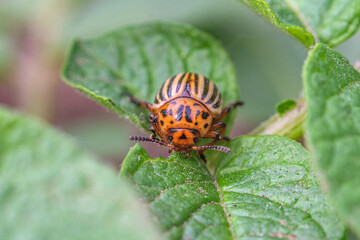 Colorado potato beetle eating potato leaf close-up macro, green leaf