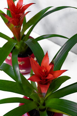 Tropical red guzmania plant in a red ceramic flower pot.