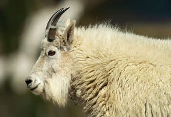 On the Mountaintop with Goats