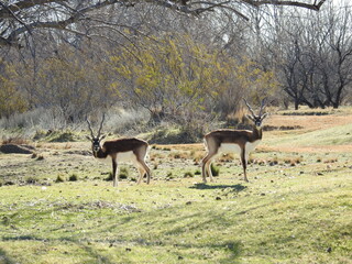 Antelope