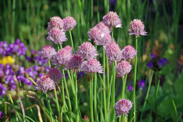 a group of blooming white-pink flowers with spherical shapes on round green stems