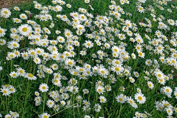 White flowers. June is summer. Common cornflower, popovnik
