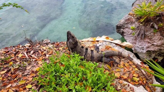 Iguana moving on the shore of the lake