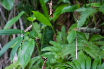 Elementos atrapados en tela araña