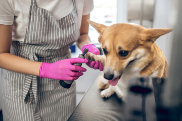 Young dark-haired woman working with a dog in a pets grooming salon