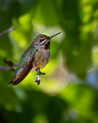 Guardian of the hummingbird feeder #2