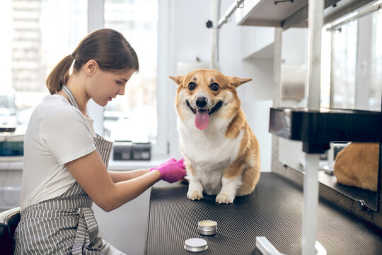 Female pets groomer working with a dog in a grooming salon