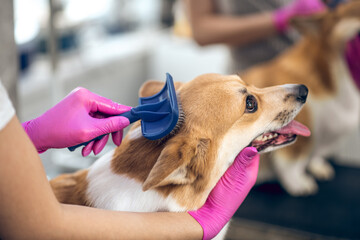 Close up picture of a groomers hands brushing a dog