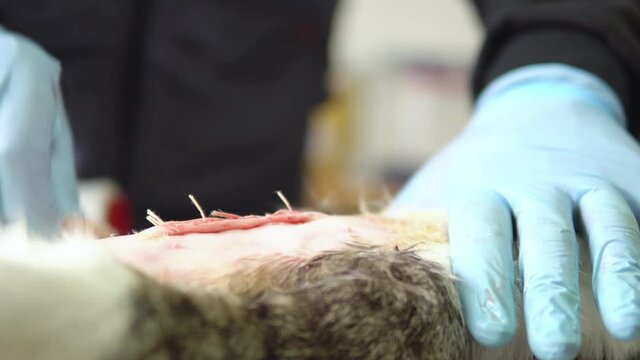 Neutering, sterilization of a cat close-up. End of abdominal surgery, vet using stitches to sew the soft tissues of the abdomen