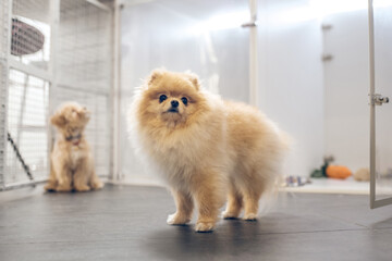 Picture of a cute dog in a pets hotel looking serious