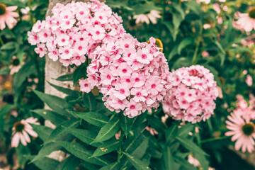 pink blooming phlox flower background