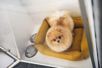 Cute fluffy dog in a pets hotel waiting for the owner