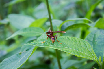 Fototapeta premium Avispón en la selva