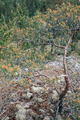 Young pine tree with many new cones in a coniferous forest. Nature on the shores of Lake Ladoga.