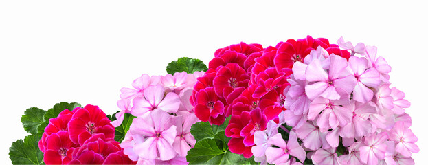 Bouquet of Pink Phloxes and purple pelargonium closeup isolated on a white background