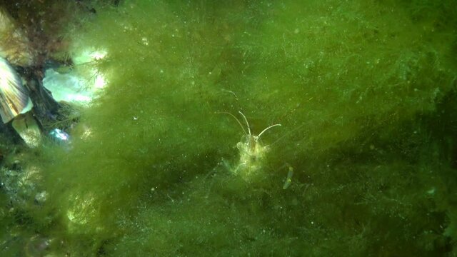 Baltic prawn (Palaemon adspersus) hiding in a thicket of seaweed, Black Sea.
