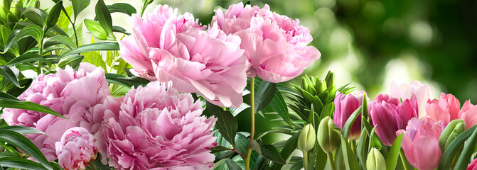 Bouquets of Pink Peonies and tulips closeup on a blurred green background