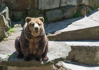Bearbrown bear in the zoo