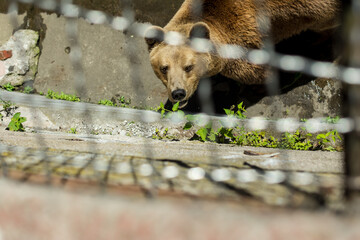 brown bear in the zoo