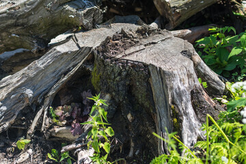 old tree stump with roots