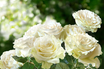 Bouquet of White Roses closeup on a blurred green background