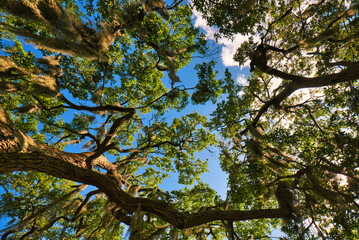 An upward view of live oak trees and a beautiful blue sky.