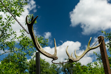 hanging deer antlers on the background of the sky hunting vintage trophy