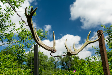 hanging deer antlers on the background of the sky hunting vintage trophy