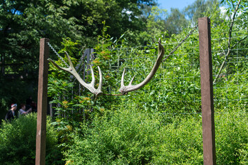 hanging deer antlers on the background of the sky hunting vintage trophy