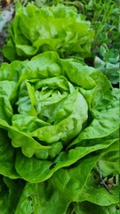 fresh green lettuce