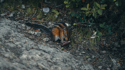 Chipmunk eating almond