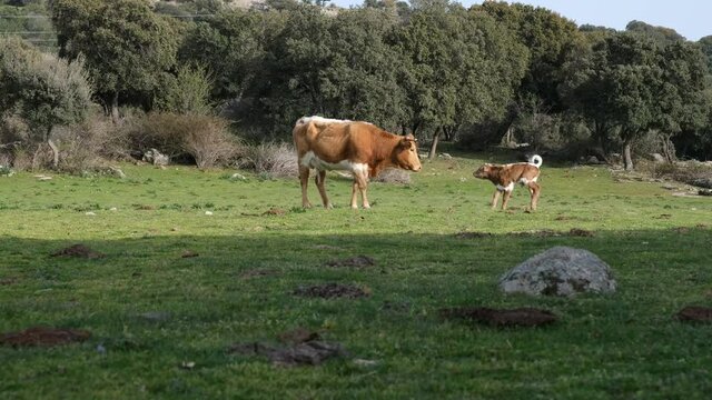 Cow keeping watch with newborn calf in pasture