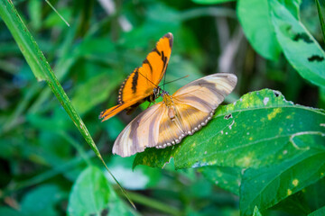 Fototapeta na wymiar Dos mariposas en la selva