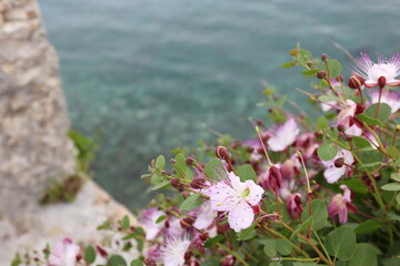 gray flowers against the blue sea