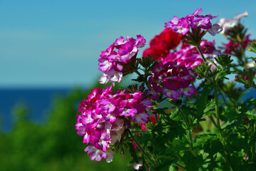 Pink and purple verbena flowers close-up in sunny evening light against a blurred background of blue sky and sea.