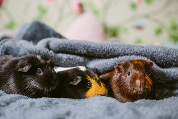 Guine pigs in a blanket