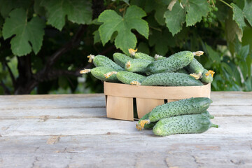 Cucumbers on wooden background, harvest of cucumbers. Young cucumber